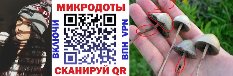 Псилоцибиновые грибы Psilocybine cubensis  Медынь 